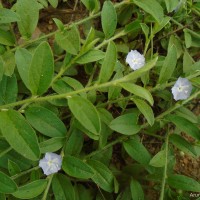 Evolvulus alsinoides (L.) L.